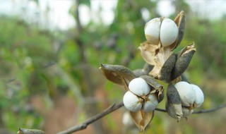 乌桕树土名叫什么 乌桕给功效