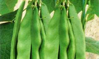 种刀豆什么时候适宜 有温度上的要求吗