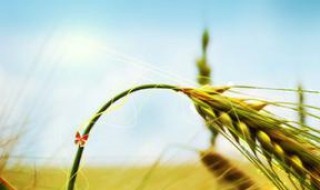 小麦打芸苔素好吗 小麦打芸苔素是否可以