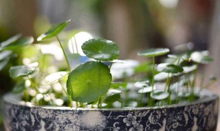 铜钱草水培方法 铜钱草怎么水培