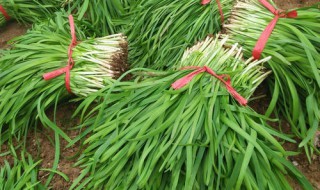 韭菜相克的食物 吃了会如何