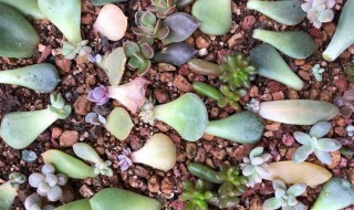 肉肉插扦方法 多肉植物扦插方法