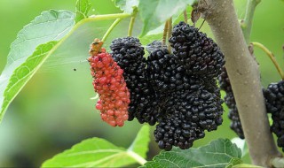 桑葚泡酒配方 桑葚如何泡酒