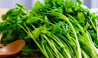 香菜根种植方法 香菜根怎么种植