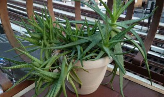 芦荟换盆要浇水吗 要浇透水