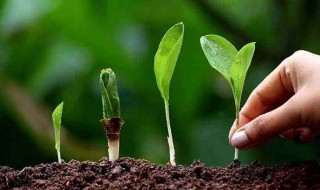 大蒜施草木灰方法 教你实用技巧