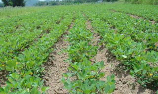 花生如何施肥 施肥的按比例吗