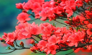 杜鹃花最怕什么 大家注意了