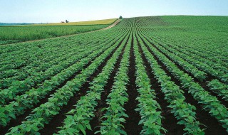 土豆的种植方法 如何在家种土豆