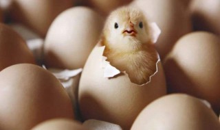 鸡蛋怎样孵化小鸡 跟着以下步骤做就对了