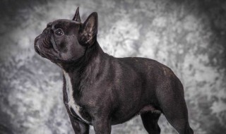 狗恨主人的十种表现 狗狗的表现都是一样的