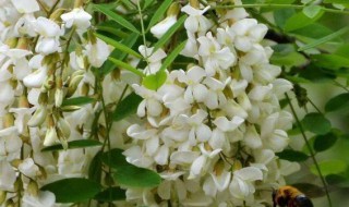 小槐花食用方法 可以蒸着吃槐花