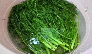 冬季茴香越冬方法 它需要怎么保鲜