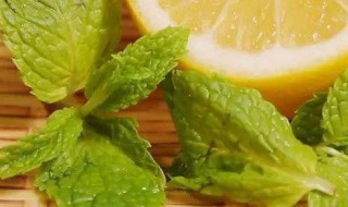 腌薄荷的正确方法 腌制薄荷的妙招