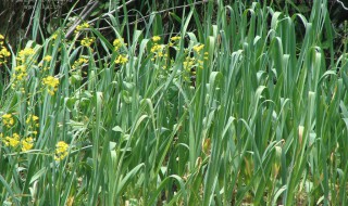 大蒜灌溉方法 大蒜灌溉方法有哪些