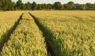 小麦种植方法 小麦怎么种