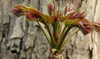 新摘的香椿怎么保存 新摘的香椿如何保存