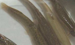 泥鳅怎么保存方法 泥鳅的保存方法是什么