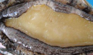 活鲍鱼怎么处理保存 存放鲍鱼的方法