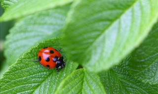瓢虫的养殖方法 瓢虫怎么养