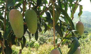 刚摘的芒果怎么保存 刚摘的芒果如何保存