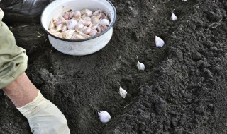 栽蒜好方法 种植大蒜的方法是什么