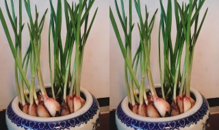 育蒜苗的方法 育蒜苗的正确过程