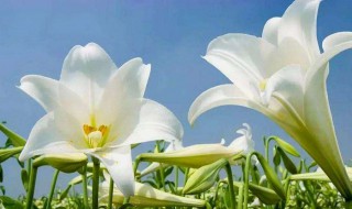 百合花插枝方法 百合花插枝的方法步骤介绍