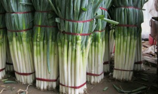 冬季葱怎么保存 冬季葱的保存方法介绍