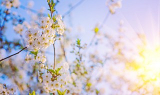 水中月镜中花是什么意思 水中月镜中花的意思