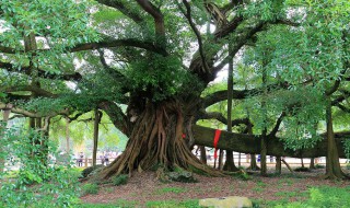 榕树怎么养殖方法 榕树的养殖方法和注意事项