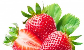 初种草莓苗的方法 草莓苗怎么种