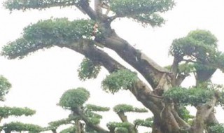 树木老桩栽植方法 怎么给老桩栽植