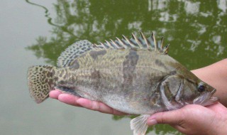 桂鱼深水养殖方法 关于桂鱼深水养殖的方法