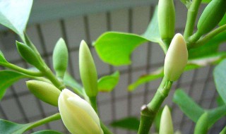 白兰菊的养殖方法 白兰菊的养殖方法介绍