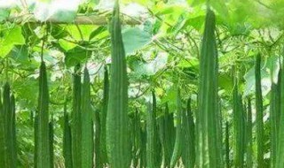 大棚种丝瓜方法 种丝瓜的步骤