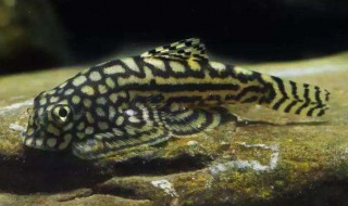 吸鳅鱼饲养方法 吸鳅鱼的饲养方法介绍