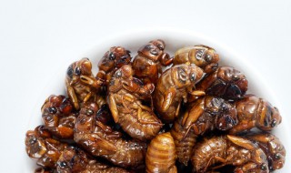 金蝉养殖的技巧 金蝉的天敌有哪些