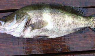 如何做鲑鱼好吃 做蛙鱼的步骤