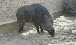 野猪养殖技巧 野猪如何养殖