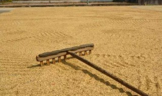 晒稻谷小技巧 晒稻谷小技巧分享