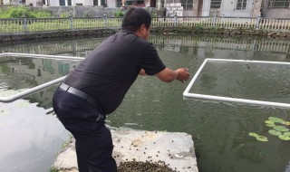 河里收螺蛳技巧 河里收螺蛳技巧捕捞方法