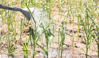 大蒜灌溉技巧 大蒜灌溉的方法有哪些
