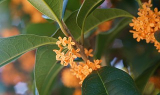 桂花的采摘技巧 适时采收很重要