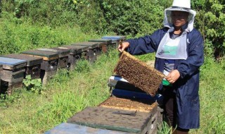 4月养蜂技巧 4月如何养蜂