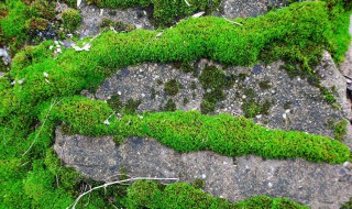 除青苔最好方法 以下方法都很实用