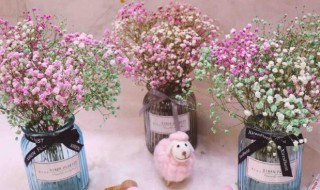 干花满天星的摆放风水 干花满天星的摆放风水是怎样的