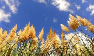 蒲苇的正确养殖方法 蒲苇如何养殖