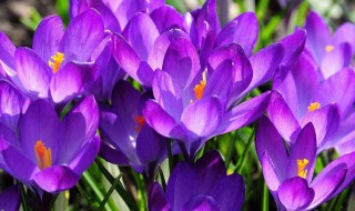 藏红花养殖方法 藏红花的种植方法介绍