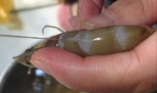 去虾线快速方法 去虾线的三种方法介绍